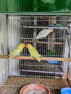 Lovebirds