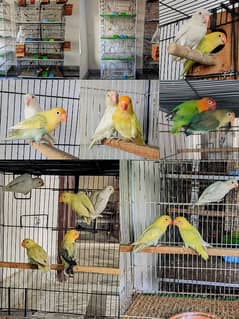 Lovebirds