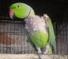 Beautiful male birds 0303-4824087
