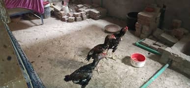 3pcs 1 aseel murga 2 murgi