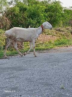 sheep's male