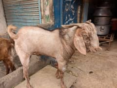Andu bakra for sell