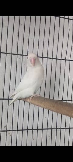Lovebirds and Cages for sale
