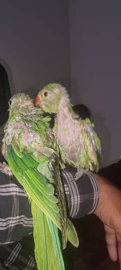 cockatiel white eno