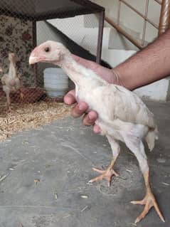 Pure Shamo Aseel Chicks