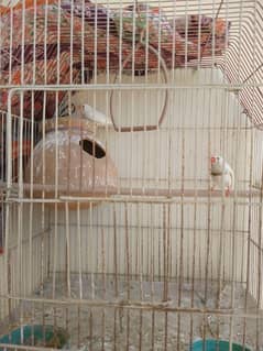 Finches for sale