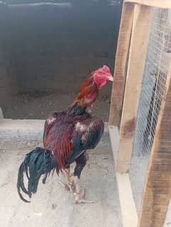 thaixpokae pair available
