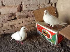breeder pair
