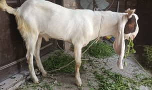 Bakre Sale For Eid UL Azha