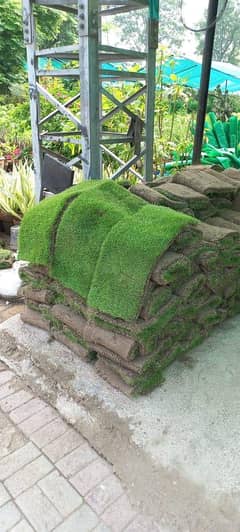 Natural Grass| Grass Korean Grass | Fine Grass | Fresh grass