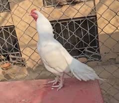 Heera paper white