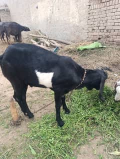 Bakra For sale