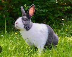 Best   Australian Rabbit