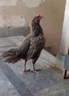 Thai pakoye aseel hen