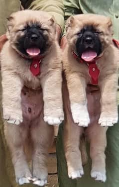 king Turkish kangal pair dabal hadi security dog important blood line