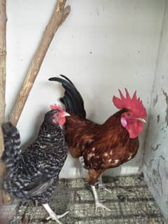Chicken