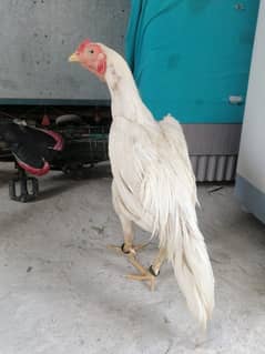 Aseel murga Thai cross white