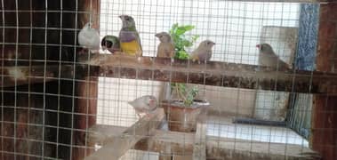 Gouldian Finch