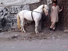 horse for sell