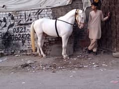 Horse |  nukra horse | desi Horse | white Nokra Horse For sale | گھوڑا