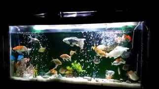 Aquarium For Sale