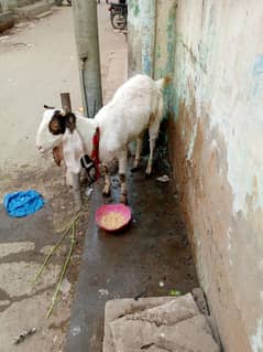 gulabi