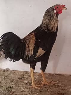 Pure desi Murgha