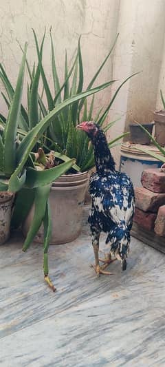 Aseel hens (11.5 months)
