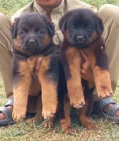 Black German Shepherd/Puppies/Dog/German Shepherd Double Coated /GSD