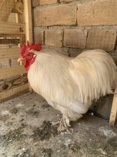Healthy Bantam Trio – 1 Rooster & 2 Hens – Ideal for Breeding or Pets