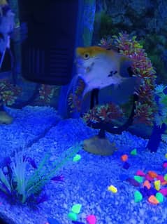 Angelfish