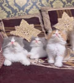 Persian triple coated kittens for sale (four adults cats on adoption)