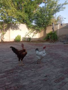 male and female