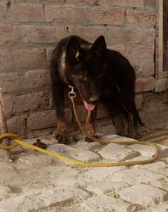 German shepherd puppy /High Quality Dog
