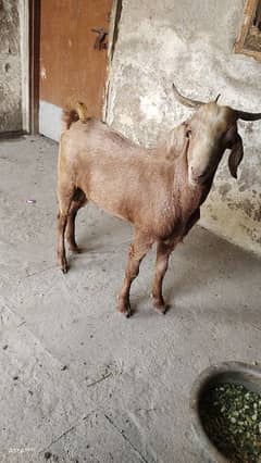 Male