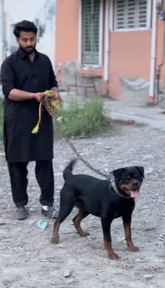 Rottweiler