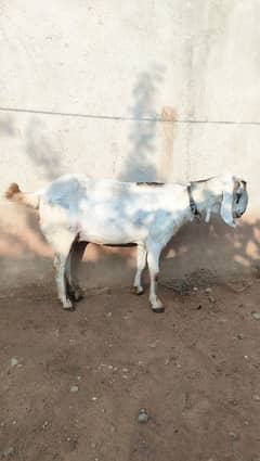 Rajan