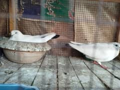 Kaldumay Pairs