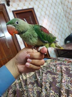 near to self chick