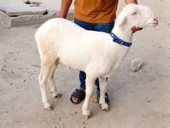 Pure Gulabi Dumba | Sheep | Dumba | Karachi