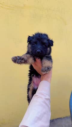 Long Coat GSD puppy