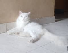 Persian male cat