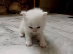 Persian Cats/kittens for sale