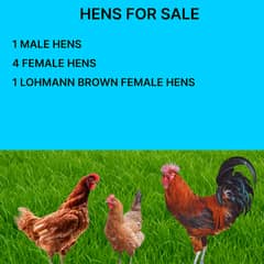 Golden misri / lohmann brown / desi murgiyan
