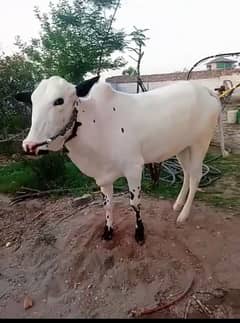 oqurbani