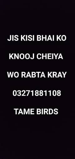 Fancy Birds (knooj) For Sale In Multan 03271881108