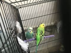5 Piece Budgies