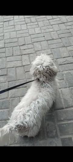 Russian poodle I'm looking female (crossing)