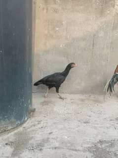 mianwali aseel for sale 03074919412