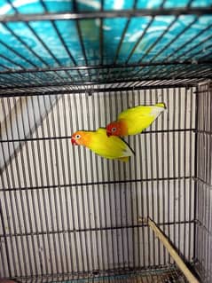 birds